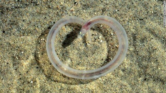 Ciptaan Allah yang luar biasa : 6 foto hewan laut transparan
