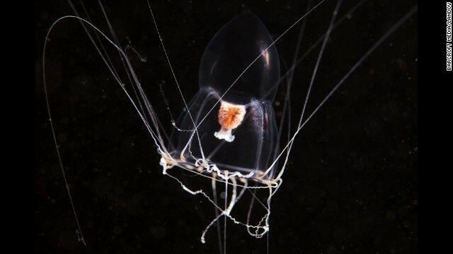 Ciptaan Allah yang luar biasa : 6 foto hewan laut transparan