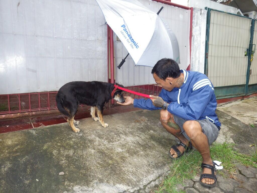 Kisah Anjing yg Mengharukan asal Indonesia, Setia menunggu Majikan yg Meninggalkannya