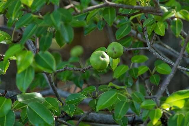 The Manchineel Tree, Pohon Paling Mematikan di Dunia 