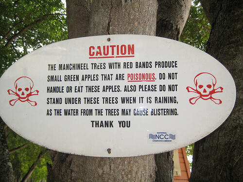 The Manchineel Tree, Pohon Paling Mematikan di Dunia 