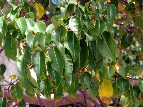 The Manchineel Tree, Pohon Paling Mematikan di Dunia 