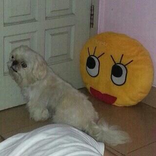 Semi hibah shis tzu mix pug