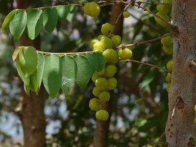 ~ Buah Buahan Langka Yang Bisa Ditemukan Di Indonesia ! ~