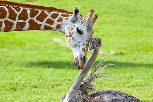 15 Persahabatan Hewan Beda Jenis yang Ngegemesin