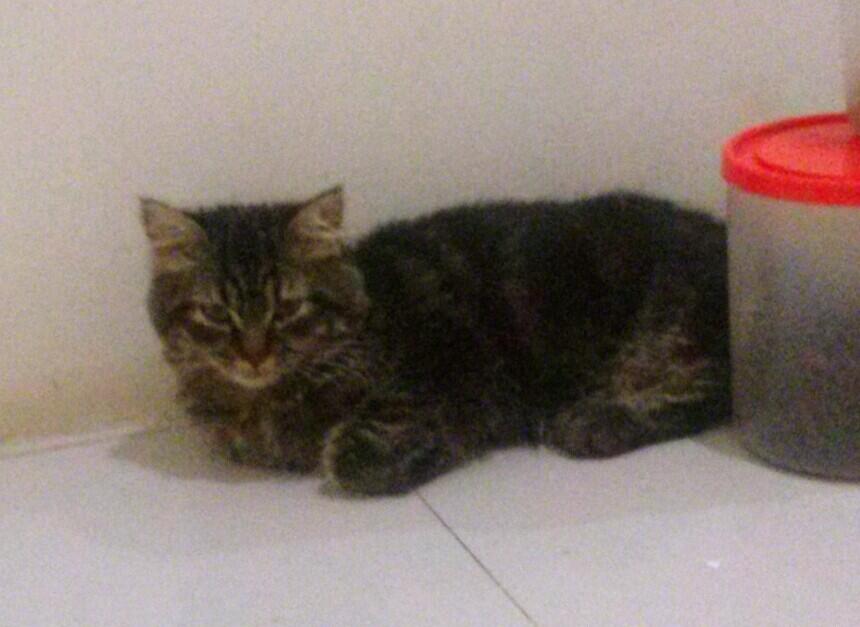 Persia Murah