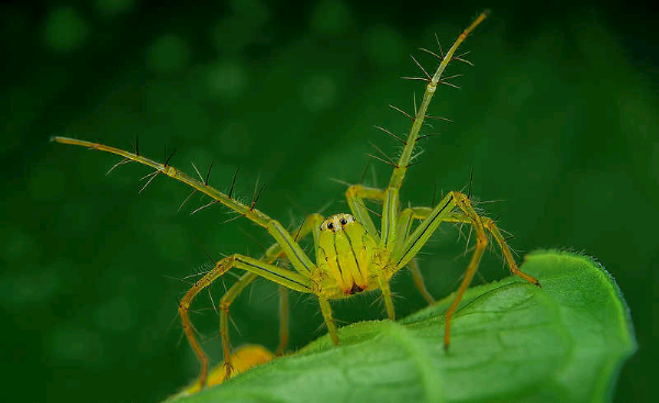 Keindahan Laba-laba Saat 'Tertangkap' Kamera
