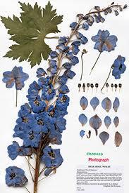 Mari membuat Herbarium