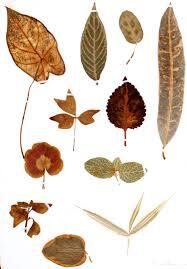 Mari membuat Herbarium