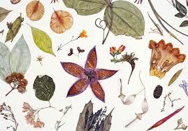 Mari membuat Herbarium
