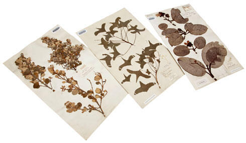 Mari membuat Herbarium