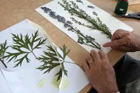 Mari membuat Herbarium