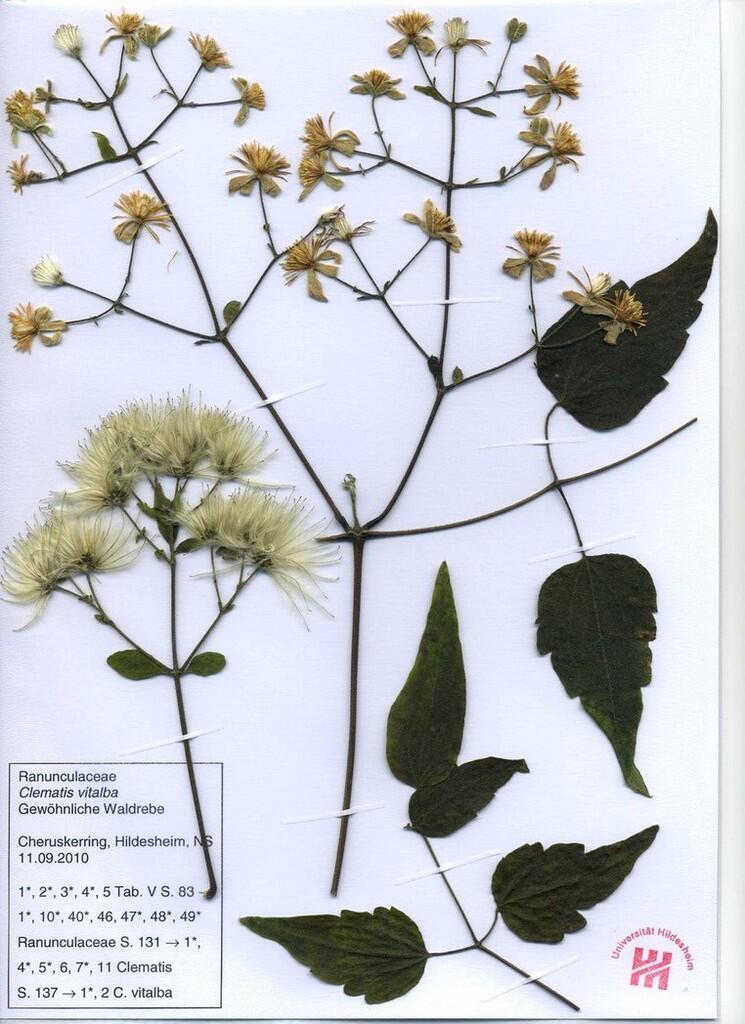 Mari membuat Herbarium