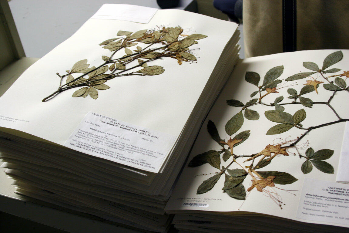 Mari membuat Herbarium