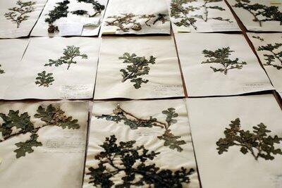 Mari membuat Herbarium