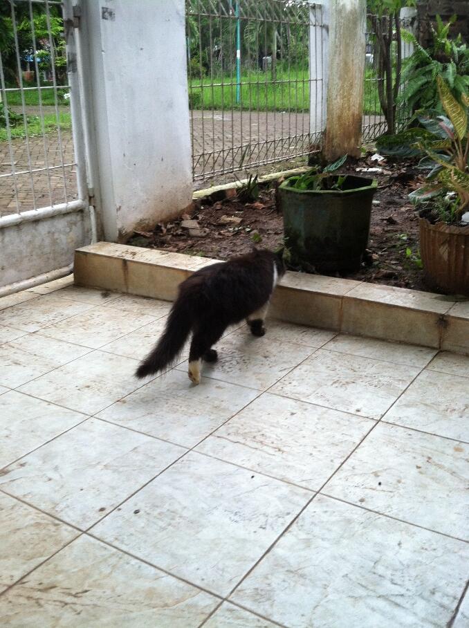 KUCING persia jantan medium nose 600rb