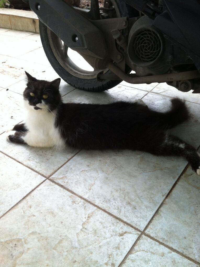 KUCING persia jantan medium nose 600rb