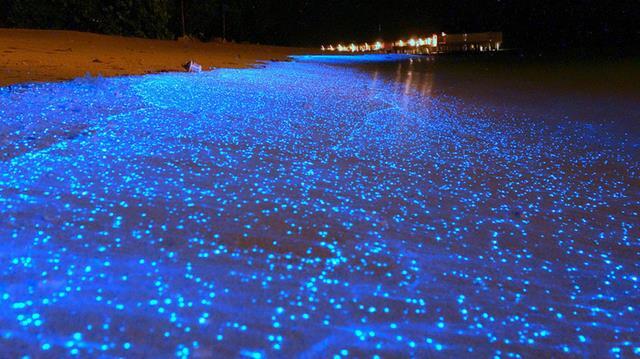 WOW! Pantai ini Bisa Menyala