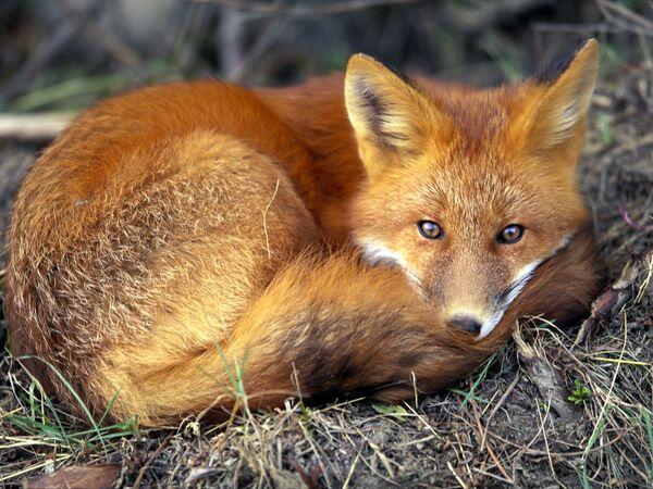 Beberapa Fakta Tentang Suara Rubah (+ cover Ylvis - The Fox)