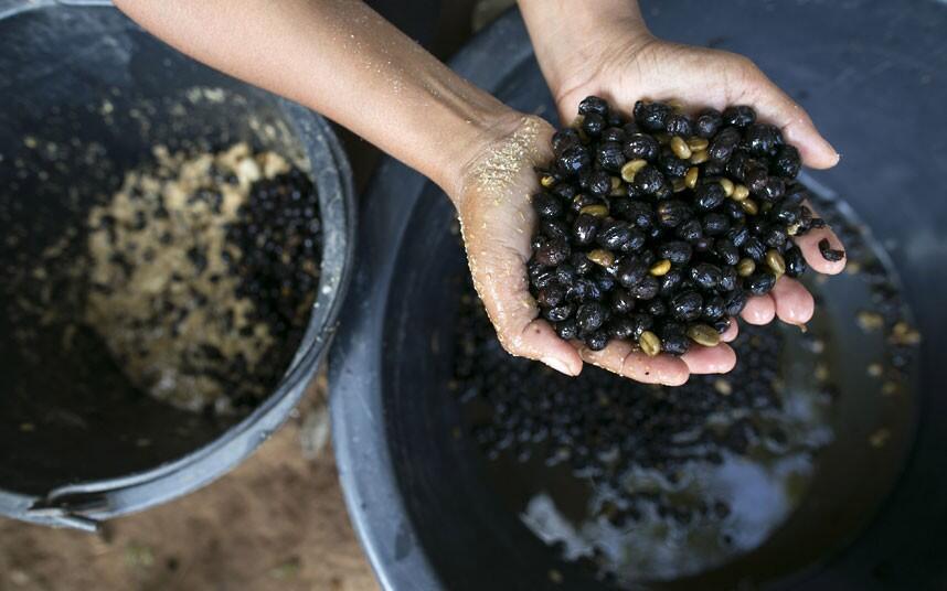 BLACK IVORY/GADING PUTIH_Kopi termahal dari kotoran gajah