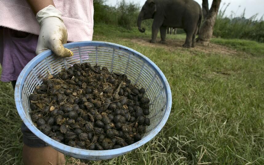 BLACK IVORY/GADING PUTIH_Kopi termahal dari kotoran gajah