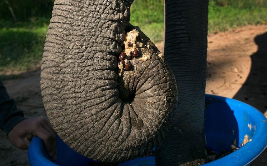 BLACK IVORY/GADING PUTIH_Kopi termahal dari kotoran gajah