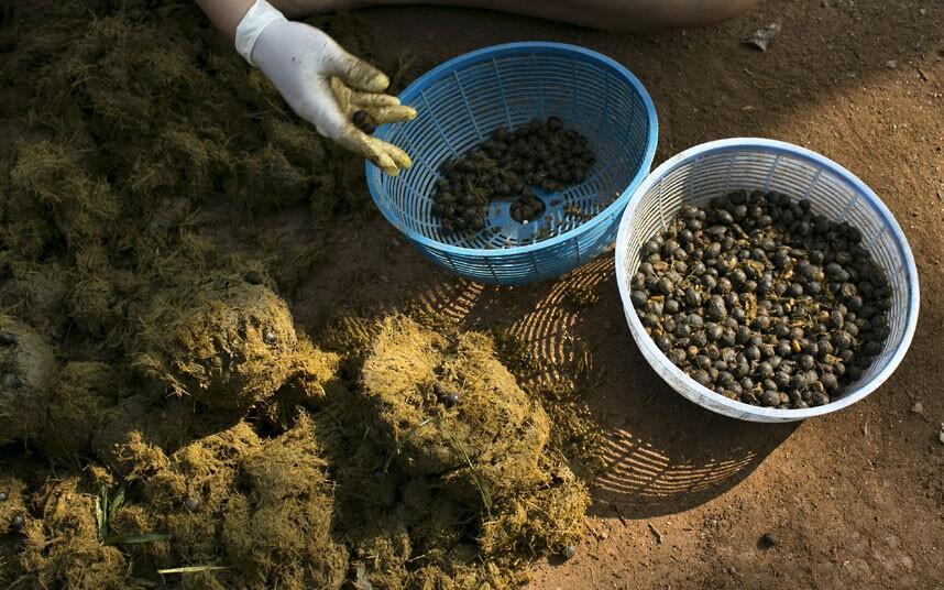 BLACK IVORY/GADING PUTIH_Kopi termahal dari kotoran gajah
