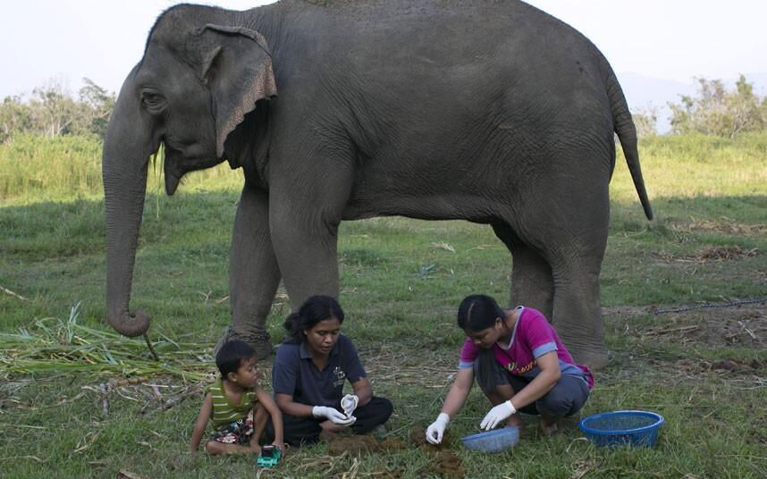 BLACK IVORY/GADING PUTIH_Kopi termahal dari kotoran gajah