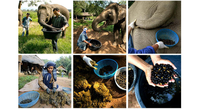 BLACK IVORY/GADING PUTIH_Kopi termahal dari kotoran gajah