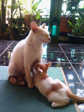 Akhirnya Pasrah Nyusuin Setelah Dipaksa