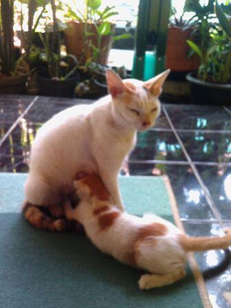 Akhirnya Pasrah Nyusuin Setelah Dipaksa