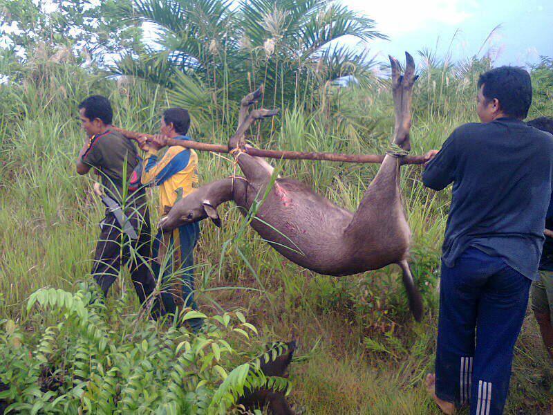 NASIB HEWAN DI LINDUNGI DI INDONESIA