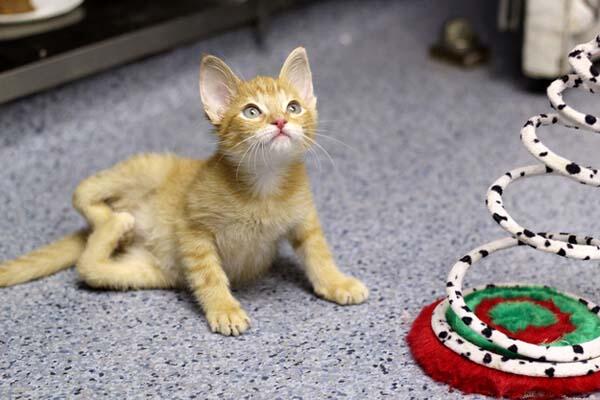 Stockings - Perjuangan si kucing kecil yang terlahir dengan kelainan