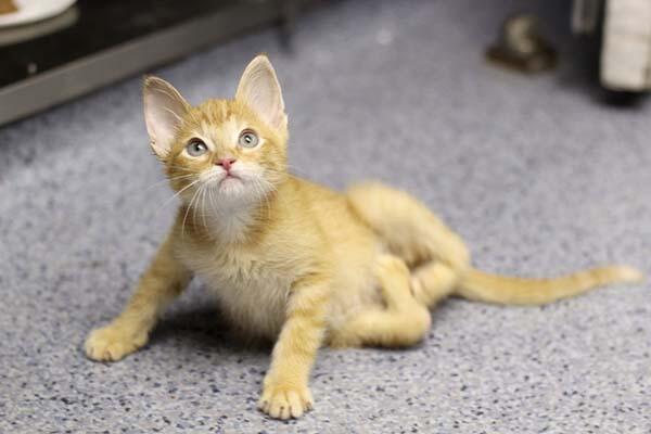 Stockings - Perjuangan si kucing kecil yang terlahir dengan kelainan