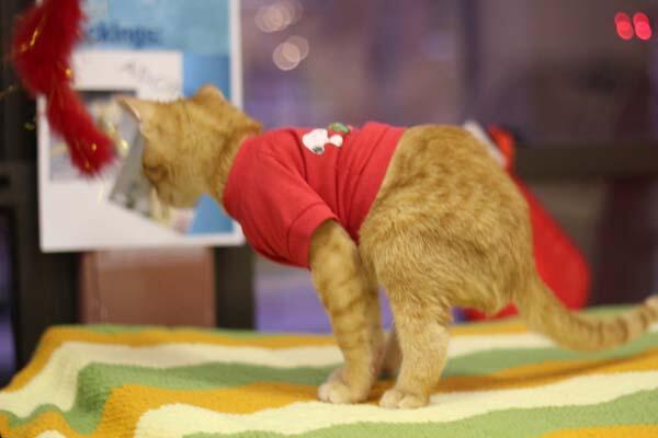 Stockings - Perjuangan si kucing kecil yang terlahir dengan kelainan