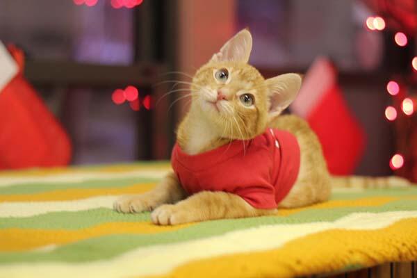 Stockings - Perjuangan si kucing kecil yang terlahir dengan kelainan