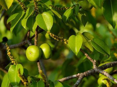 Wow, Pohon Ini Dianggap Paling Beracun di Dunia