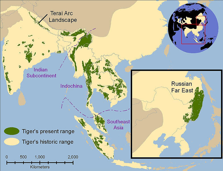 Fakta-Fakta Harimau