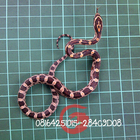 corn snake baby