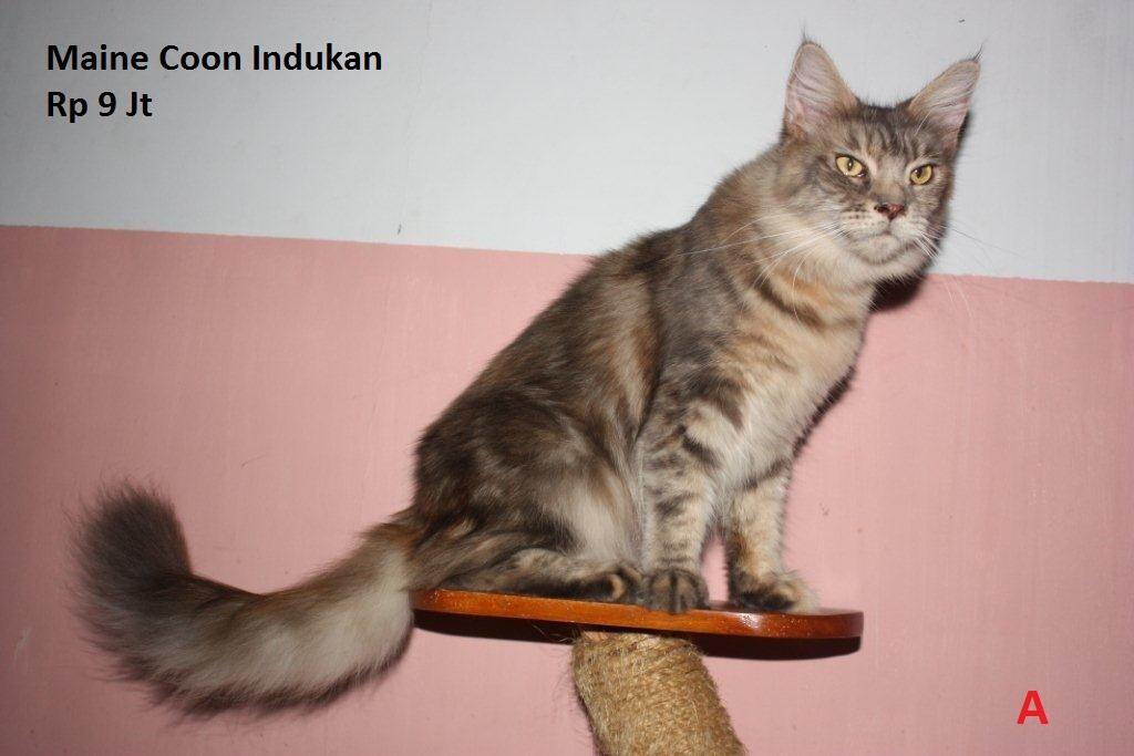 Terjual Dijual Kucing Bengal, Maine Coon, Eksotik | KASKUS