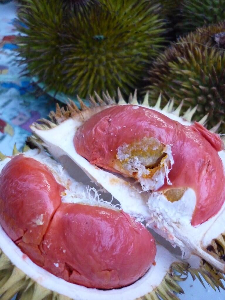 DURIAN LOVERS MASUK (BERita BARu)