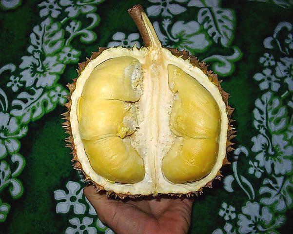 DURIAN LOVERS MASUK (BERita BARu)