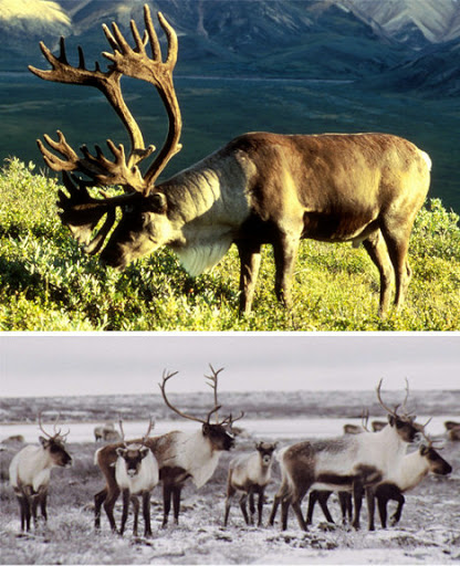 &#91;KEREN&#93; warna hewan ini bisa menyesuaikan musim dingin