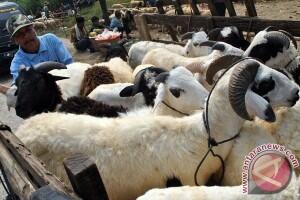 edan kambing di jual cuma Rp3000 gan ada 100 ekor..!!!!