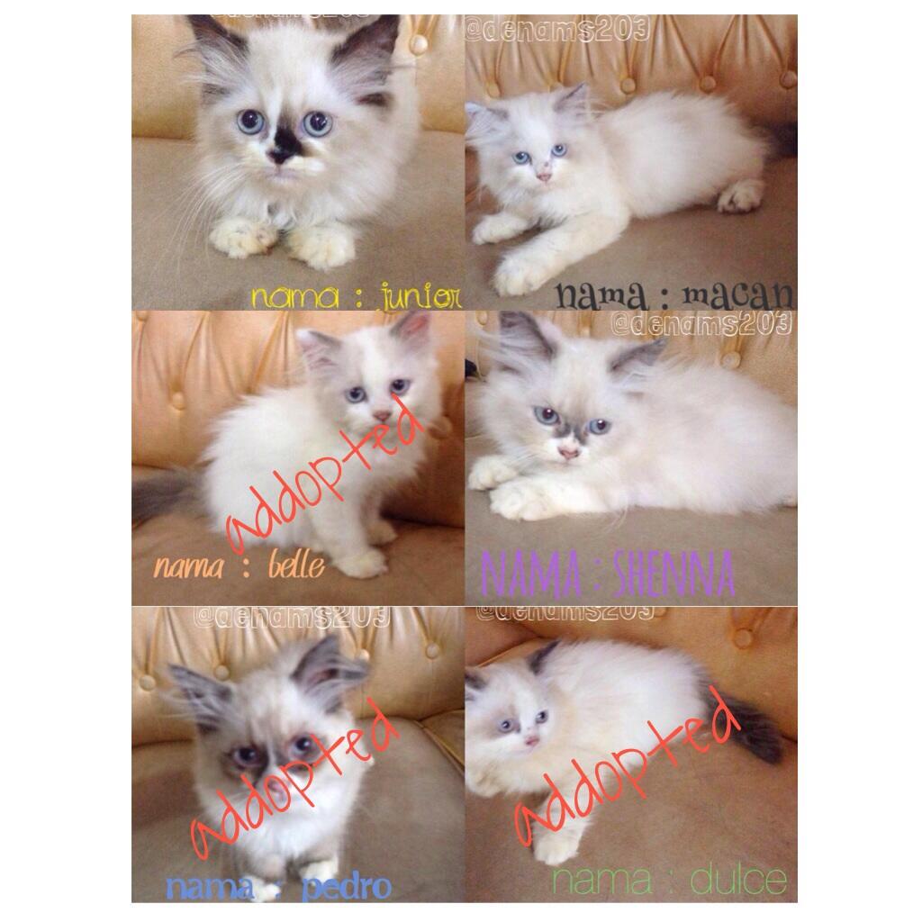Siap Adopsi Purebreed Ragdoll, Dijamin ASLI!
