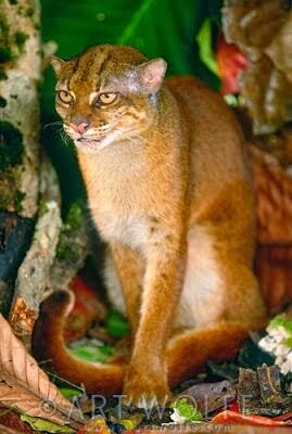 Kucing Merah yang Hanya ada di Kalimantan