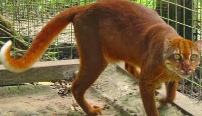 Kucing Merah yang Hanya ada di Kalimantan