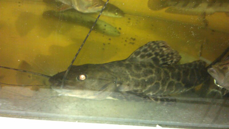 ikan hias cichlid dan predator