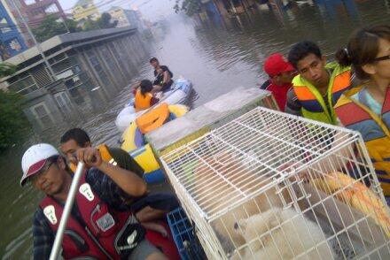 Upaya Penyelamatan Hewan-hewan di Tengah Banjir Jakarta