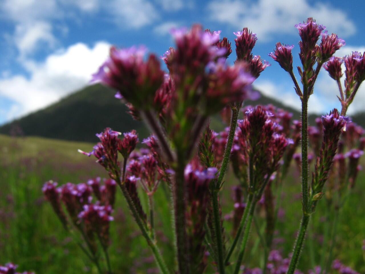 Bunga Lavender Tidak Ada di Gn. Semeru 